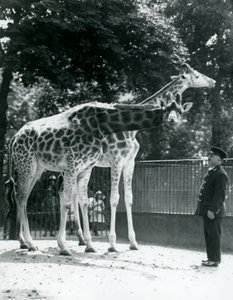 Giraffe femmine Maud e Maggie, con il custode Ernie Professor Bowman, Zoo di Londra, luglio 1924 da Frederick William Bond