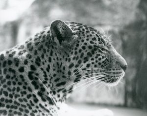 Leopardo femmina Daisy allo Zoo di Londra, agosto 1925 da Frederick William Bond