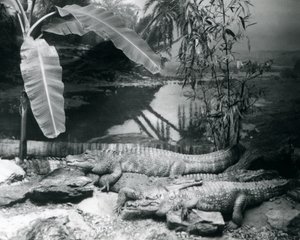 Quattro alligatori, in un ambiente panoramico con un albero di banane, allo Zoo di Londra nel 1929 da Frederick William Bond