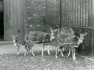 Quattro cervi Axis, tra cui un maschio con corna e un cerbiatto, allo Zoo di Londra nel 1926 da Frederick William Bond