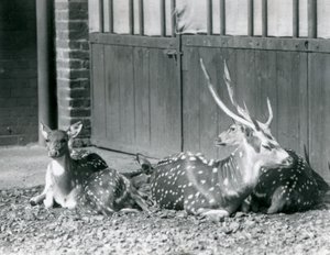 Quattro cervi Axis, incluso un maschio con le corna, allo Zoo di Londra nel 1924 da Frederick William Bond