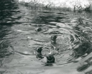 Quattro pinguini reali che nuotano nella loro piscina allo Zoo di Londra, giugno 1927 da Frederick William Bond