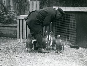 Pinguini Gentoo con il custode Albert White, Zoo di Londra, c.1914