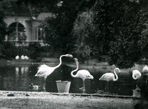 Fenicotteri maggiori sul loro lago allo Zoo di Londra nel 1924