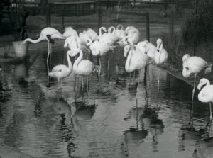 Fenicotteri maggiori nel loro stagno allo Zoo di Londra, 1926