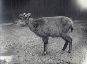 Goral himalayano allo zoo di Londra, 1914 da Frederick William Bond