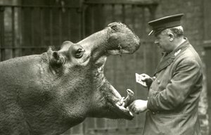 Ippopotamo Bobbie con il custode Ernie Bowman, Zoo di Londra, 1927 da Frederick William Bond