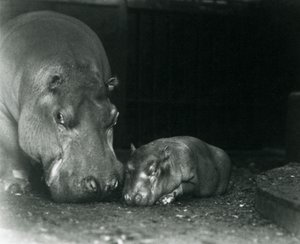 Ippopotamo Joan con il suo vitello maschio Jimmy allo Zoo di Londra, marzo 1927 da Frederick William Bond