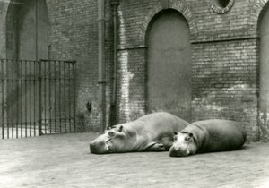 Ippopotami Bobbie e Joan allo Zoo di Londra, luglio 1923