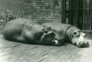 Ippopotami Bobbie e Joan sdraiati nel loro recinto allo Zoo di Londra, luglio 1923