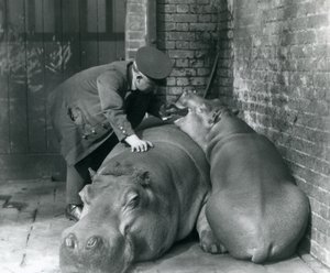 Ippopotami Joan e Jimmy allo Zoo di Londra nel 1927