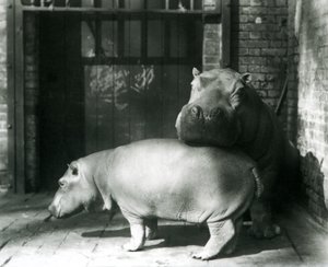 Ippopotami Joan e Jimmy allo Zoo di Londra nel 1927 da Frederick William Bond