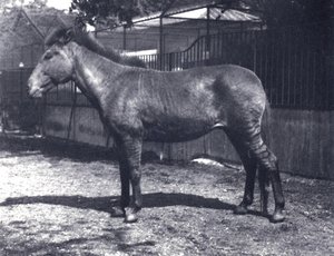 Zebra-ibrido al London Zoo, luglio 1916 da Frederick William Bond