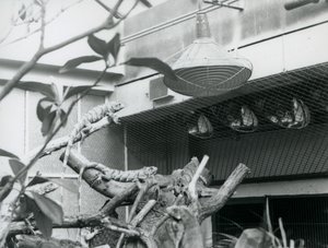 Iguane che si crogiolano sui rami, godendo della luce solare artificiale nel loro recinto, Zoo di Londra, agosto 1928 da Frederick William Bond