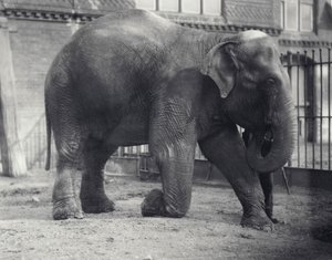 Elefante indiano, Assam Lukhi, inginocchiato con il custode allo zoo di Londra, aprile 1914 da Frederick William Bond