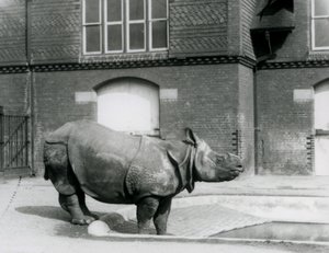 Rinoceronte indiano Felix al bordo della sua piscina allo Zoo di Londra, 1927 da Frederick William Bond