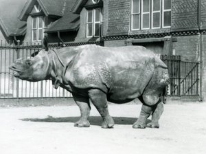 Rinoceronte indiano Felix nel suo recinto allo Zoo di Londra, 1927 da Frederick William Bond
