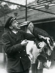 Il guardiano T. Raggett che nutre un grande bucero indiano con un frutto tenuto in bocca. Zoo di Londra 1924