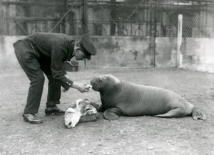 Il guardiano Arthur Chandler dà da mangiare pesce a un giovane tricheco, Zoo di Londra, 1924 da Frederick William Bond