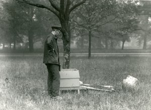 Il Custode Brown che sposta uno sciame di api, Zoo di Londra, luglio 1926