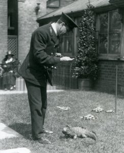 Il custode Collins su un prato al London Zoo con un