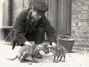 Guardiano, H. Warwick, con un cucciolo di tigre e un pecari, preso allo ZSL London Zoo, maggio 1914