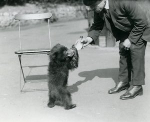 Il guardiano Harry Warwick allatta un cucciolo di orso bradipo allo zoo di Londra, agosto 1921 da Frederick William Bond