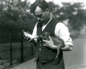 Il guardiano Harry Warwick allatta con il biberon un cucciolo di facocero allo zoo di Londra, agosto 1922 da Frederick William Bond