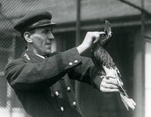 Thomas Raggett che accarezza un Grande Bucero Indiano sotto il becco, Zoo di Londra, 1924 da Frederick William Bond