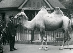 Il guardiano W. Styles, con un cammello bactriano, fuori dalla Casa dei Lama allo Zoo di Londra, luglio 1914 da Frederick William Bond
