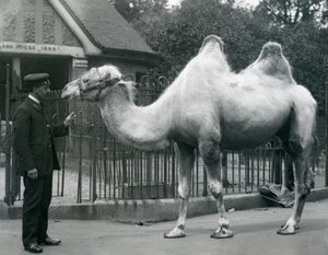 Il guardiano W. Styles, con un cammello bactriano, fuori dalla Casa dei Lama allo Zoo di Londra, luglio 1914 da Frederick William Bond
