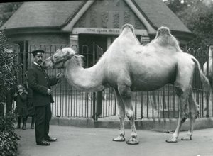 Guardiano W. Styles, con un cammello bactriano, fuori dalla Casa dei Lama allo Zoo di Londra, luglio 1914