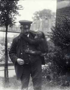 Il guardiano Z. Rodwell con un giovane orangutan allo zoo di Londra, ottobre 1913 da Frederick William Bond