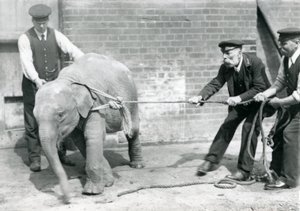 I custodi A. Church, Charles Eyles e H. Robertson che cercano di guidare un elefante asiatico bambino con una corda, Zoo di Londra, settembre 1919 da Frederick William Bond