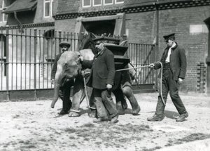I guardiani Jack Milbourne, H Robertson e Thomas addestrano un giovane elefante asiatico, Zoo di Londra, maggio 1922 da Frederick William Bond