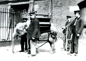 I guardiani Jack Milbourne, H Robertson e Thomas addestrano un giovane elefante asiatico, Zoo di Londra, maggio 1922 da Frederick William Bond