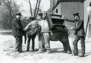 I guardiani Jack Milbourne, H Robertson e Thomas addestrano un giovane elefante asiatico, Zoo di Londra, maggio 1922 da Frederick William Bond