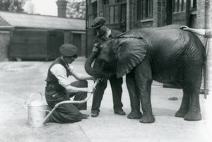 I custodi aiutano il giovane elefante africano maschio Kiberenge a bere da un tubo collegato a un annaffiatoio, London Zoo, luglio 1924 da Frederick William Bond