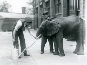 I custodi aiutano il giovane elefante africano maschio Kiberenge a bere da un tubo collegato a un annaffiatoio, Zoo di Londra, luglio 1924 da Frederick William Bond