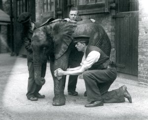 I custodi oliando la pelle del giovane elefante africano maschio Kiberenge, London Zoo, luglio 1924 da Frederick William Bond