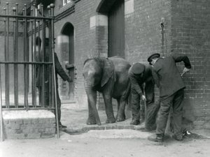 Guardiani con il giovane elefante africano maschio Kiberenge, Zoo di Londra, 1924 da Frederick William Bond