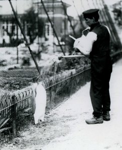 Pinguino Reale, bagnato con una doccia dal custode Harry Munro, con un annaffiatoio allo Zoo di Londra, maggio 1914. Munro fu ucciso nella Prima Guerra Mondiale, avendo servito nell