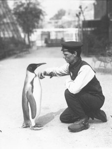 Pinguino reale, con il custode Harry Munro, 1914 da Frederick William Bond