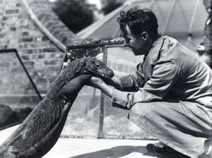 Drago di Komodo Sumbawa con il custode H. Alec Budd, 1928 da Frederick William Bond