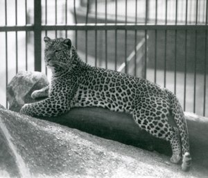Leopardo Rex sdraiato su un tronco nel suo recinto al London Zoo, luglio 1925