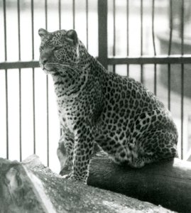 Leopardo Rex seduto su un tronco nel suo recinto al London Zoo, giugno 1925