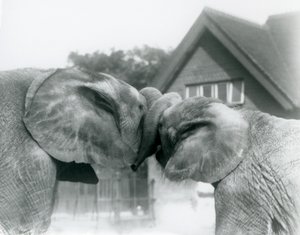 Elefante africano maschio Kiberenge ed elefante africano femmina Hango che si salutano annodando le proboscidi allo Zoo di Londra, ottobre 1927. Kiberenge era stato presentato allo Zoo di Londra da S.E. Sir Horace Byatt da Frederick William Bond