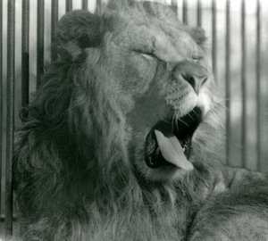 Leone maschio, Abdullah, sbadiglia nel suo recinto allo Zoo di Londra nel 1925 da Frederick William Bond