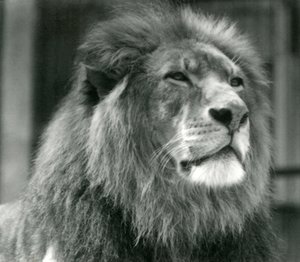 Leone maschio Kuja allo Zoo di Londra nell