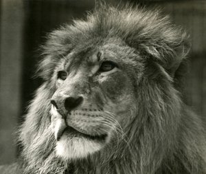 Leone maschio Kuja allo Zoo di Londra nell